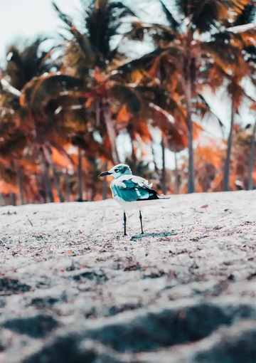 dibond,ingelijst,canvas,poster