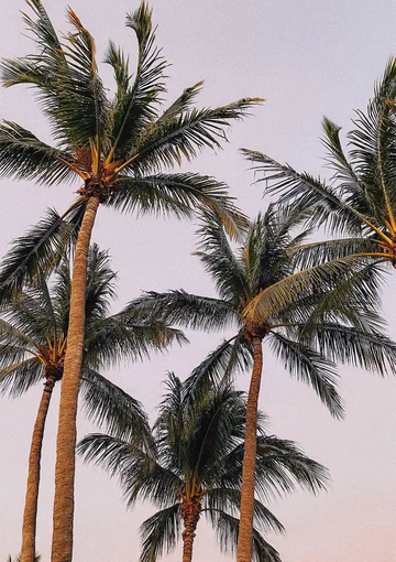 dibond,ingelijst,canvas,poster