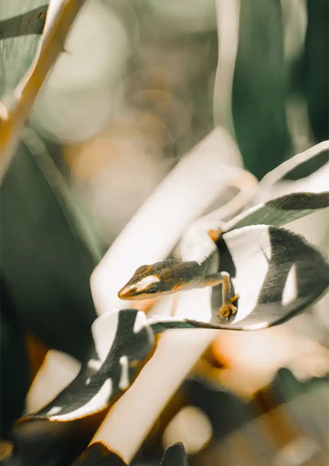 dibond,ingelijst,canvas,poster