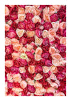 Een dicht arrangement van verschillend gekleurde rozen en pioenrozen, waaronder roze, rode, perzikkleurige en witte tinten, vult het hele frame. De bloemen staan dicht op elkaar gepakt, waardoor een levendige en gestructureerde bloemenachtergrond ontstaat. Dit prachtige tafereel maakt deel uit van de aba 002 - bloemen collectie van CollageDepot.