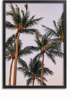 Een Hoge Palmbomen Schilderij van CollageDepot met hoge palmbomen met weelderige groene bladeren tegen een lichte hemelachtergrond. De palmbomen staan dicht bij elkaar en het tafereel is vanuit een licht opwaartse hoek vastgelegd. De zwarte lijst contrasteert met de zachte tinten van de afbeelding, waardoor het een opvallende wanddecoratie is.,Zwart-Zonder,Lichtbruin-Zonder,showOne,Zonder