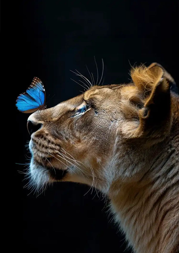 Een close-upfoto van een leeuwin die naar een blauwe vlinder op haar neus staart tegen een donkere achtergrond. De leeuwin heeft haar ogen een beetje gesloten en de vleugels van de vlinder zijn open, wat hun levendige blauwe kleur laat zien. Deze betoverende afbeelding is verkrijgbaar als ddd 004 - Dieren door CollageDepot.-