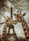 Twee giraffen snuffelen tegen elkaar met de Eiffeltoren op de achtergrond. Het beeld legt een liefdevol moment vast tegen het iconische Parijse monument onder een bewolkte hemel. De lange nekken en opvallende patronen van de giraffen zijn prominent op de voorgrond, waardoor een hartverwarmend tafereel ontstaat. Dit kunstwerk introduceert "aaa 120 Exclusive" van CollageDepot en vat op prachtige wijze de essentie van liefde en natuur samen in één enkel frame.-