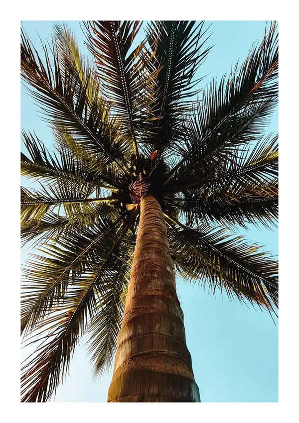 Een blik omhoog kijkend naar een hoge palmboom met een dikke stam en lange, spreidende bladeren, perfect voor een CollageDepot Palmboom Bij Heldere Hemel Schilderij. De lucht op de achtergrond is helder en blauw.