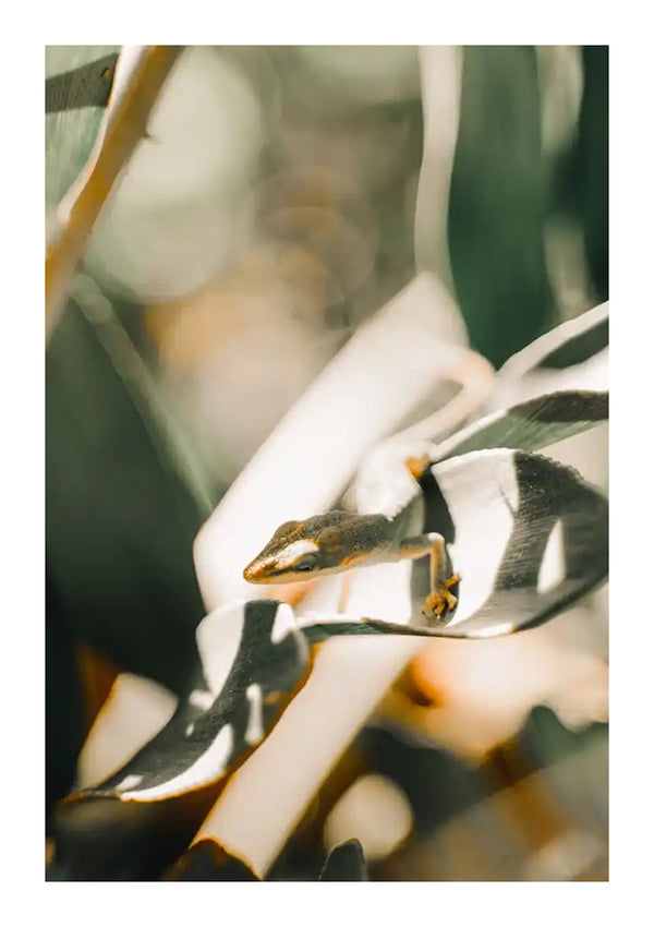 Een kleine gekko zit op een plantenblad met witte en groene strepen. De achtergrond is wazig, waardoor de gekko en het blad benadrukt worden. Zonlicht filtert er doorheen, werpt schaduwen op het blad, waardoor een scène ontstaat die perfect is voor wanddecoratie of als Kikker Op Groot Blad Schilderij van CollageDepot met een magnetisch ophangsysteem.-